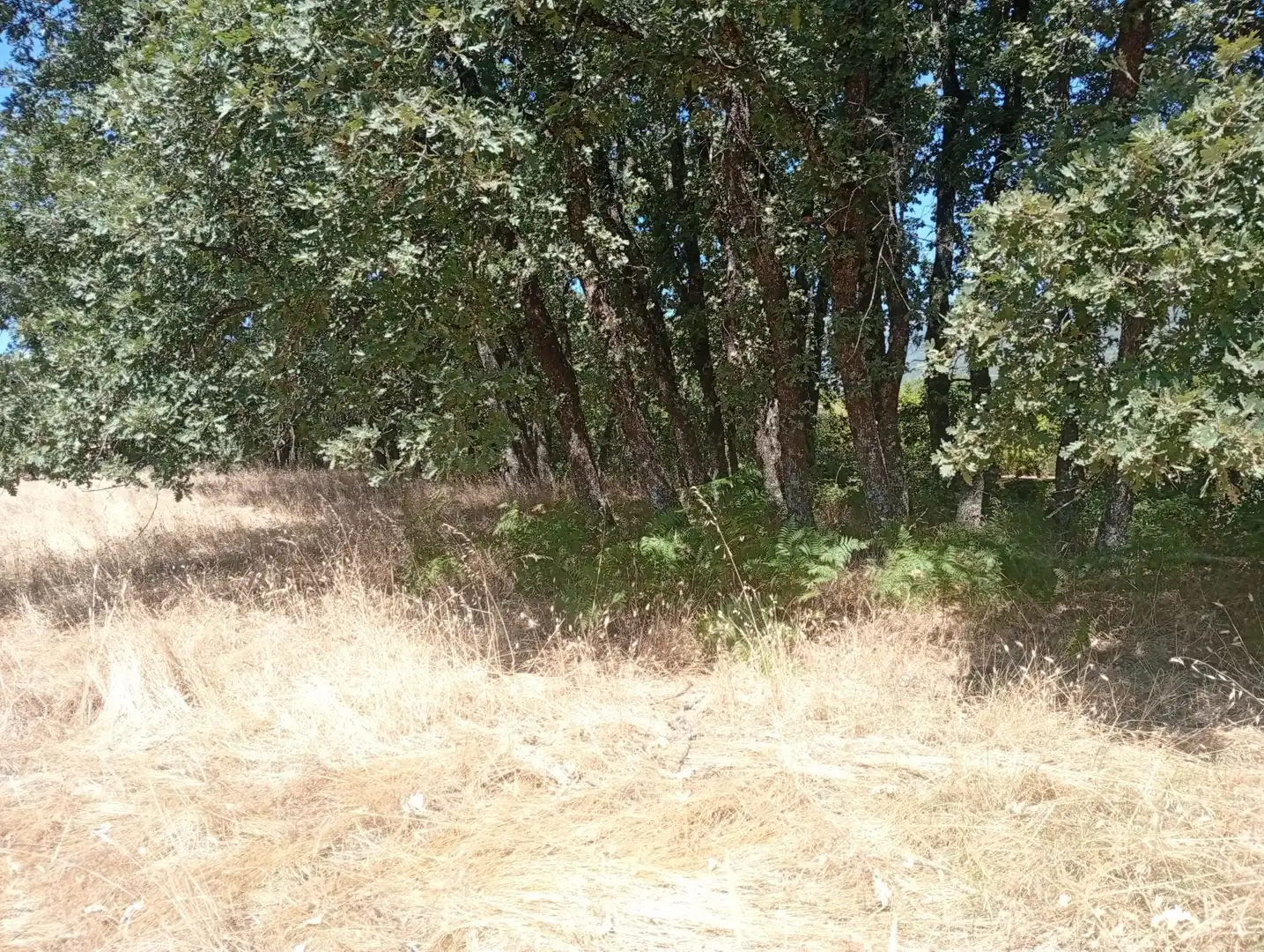 Terreni e lotti in vendita a Villanueva de la Vera, imagen 40
