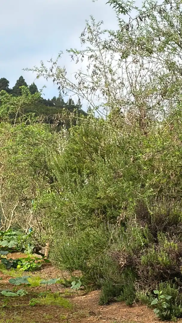 Rural land for sale in el rodeo, imagen 10