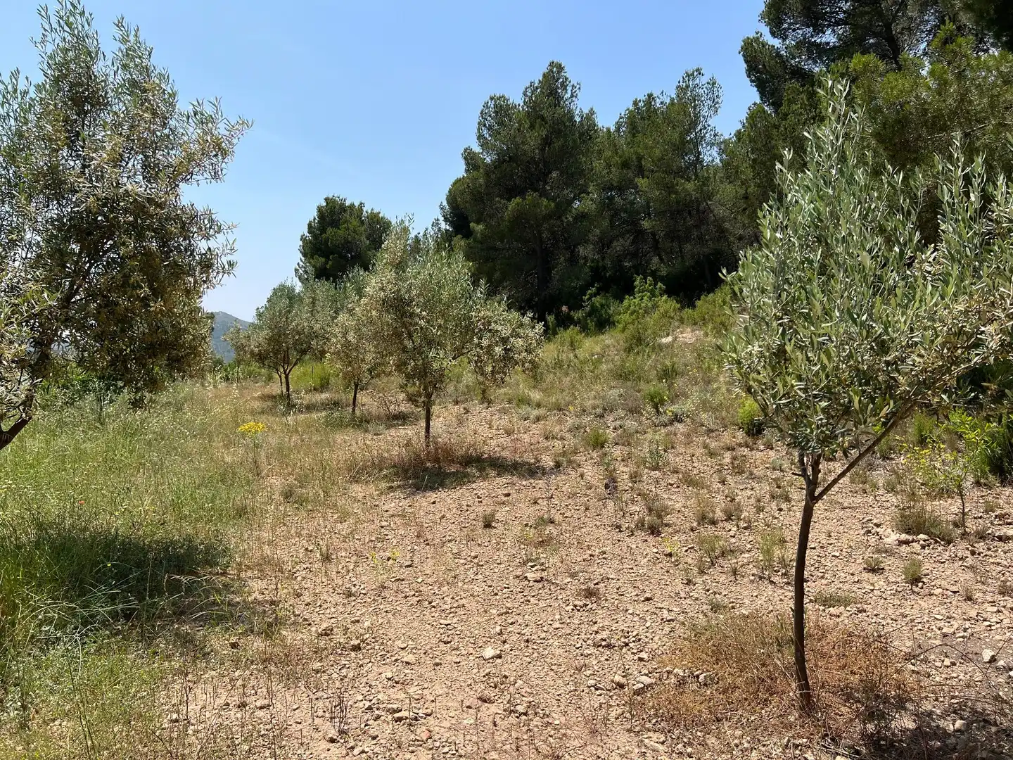 Casa o chalet en venta en Andilla