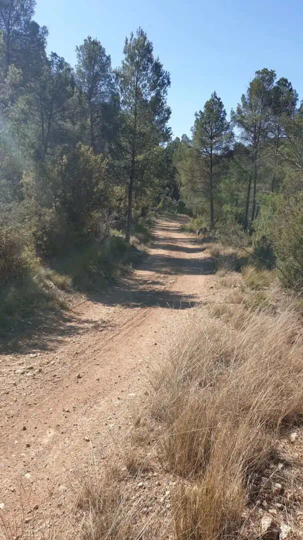 Terrain résidentiel à vendre à Requena, imagen 5