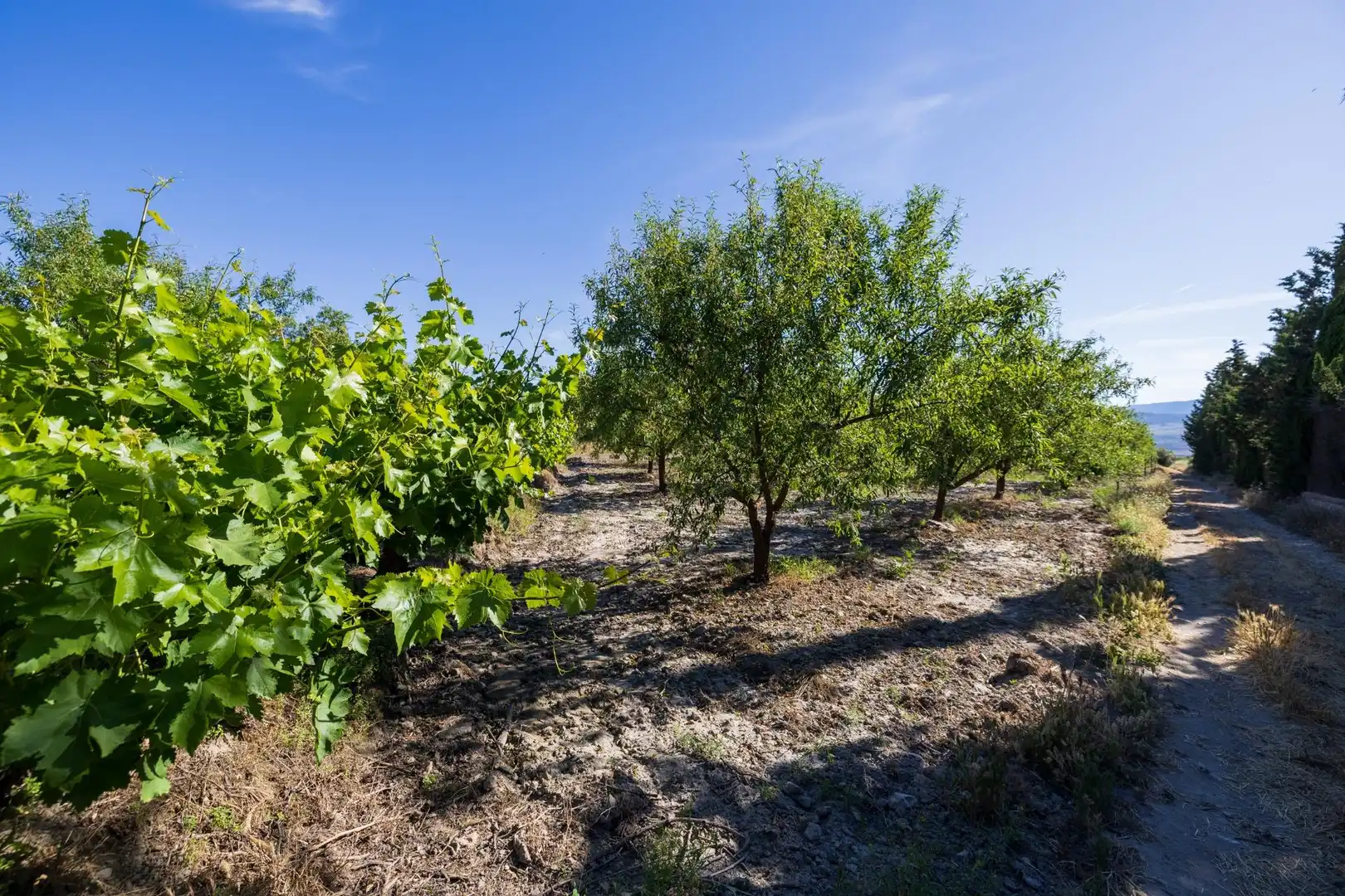 Rural land for sale in Dúrcal, imagen 6