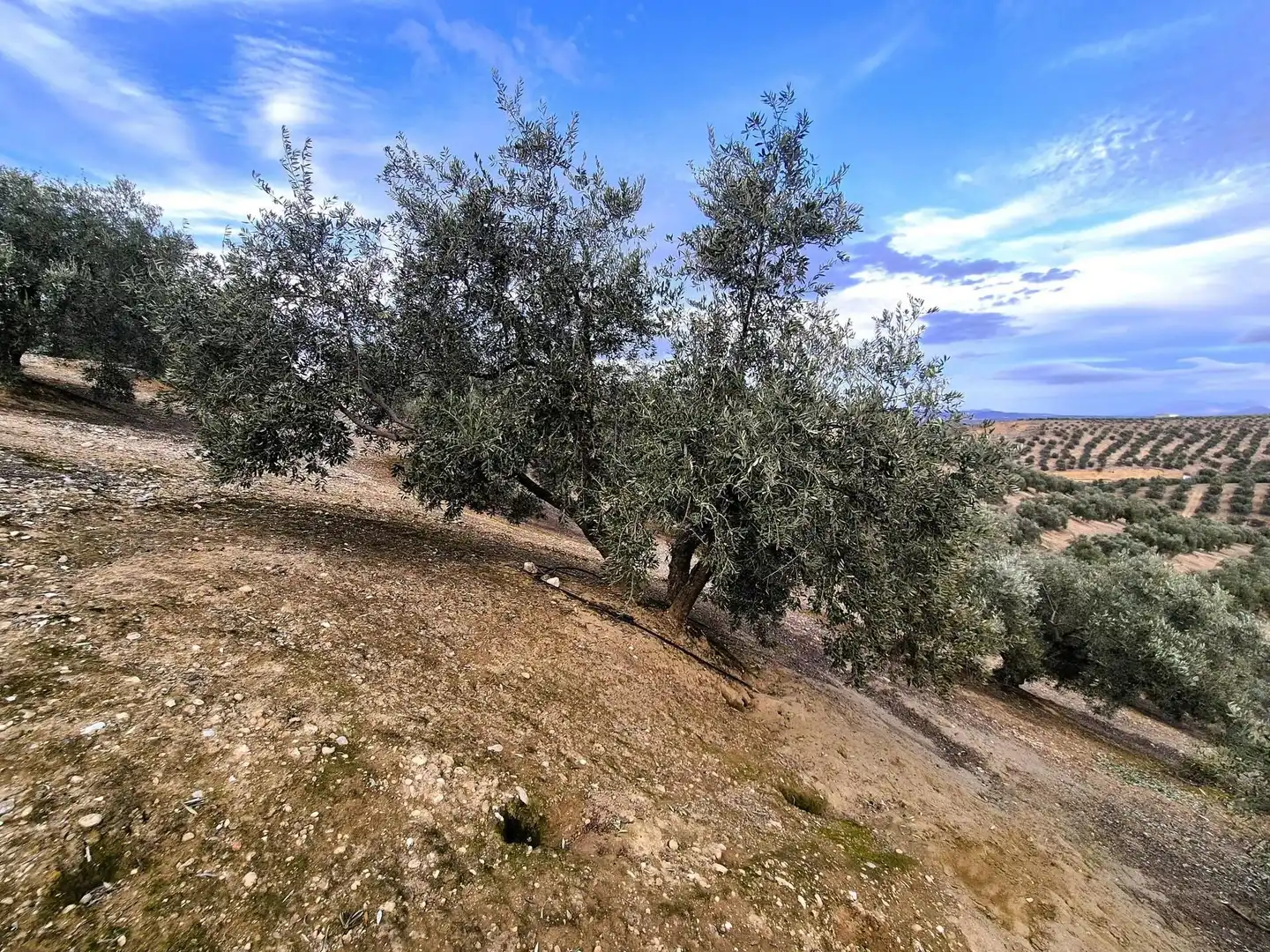 Rural land for sale in Huétor Tájar, imagen 3