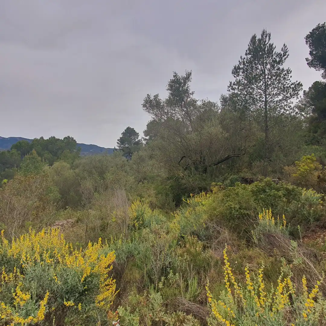 Terrain rustique à vendre à Benifallet, imagen 11