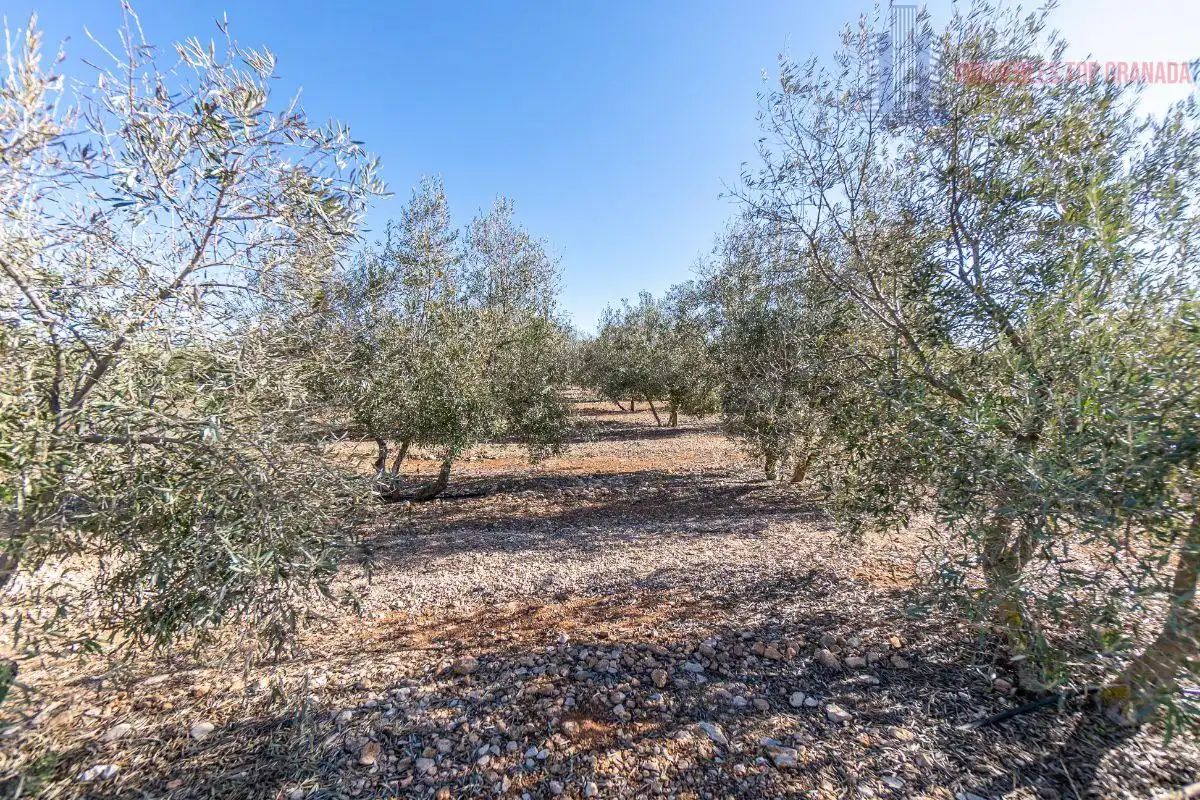 Terreni e lotti in vendita a Pago cortijo de las Monjas Parcela 19, imagen 31