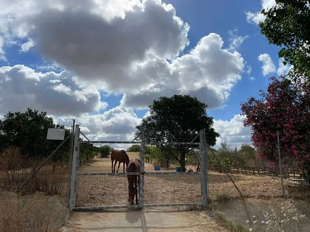 Terreny rústic en venda a Bollullos Par del Condado, imagen 9