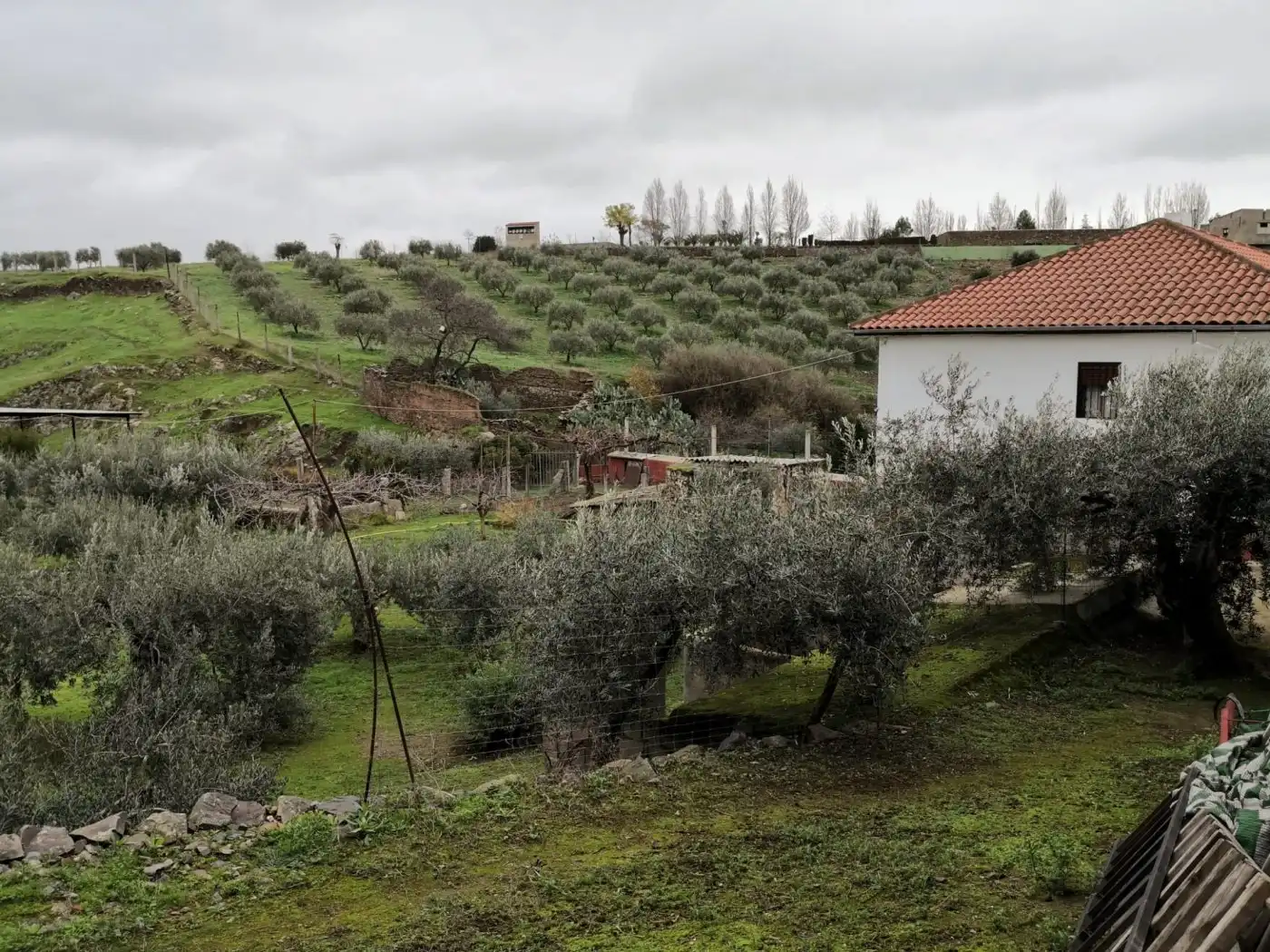Finca rústica en venta en Belalcázar