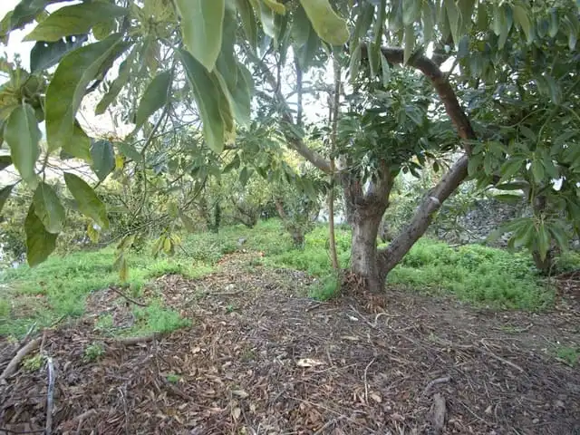 Terreni e lotti in vendita a Canillas de Albaida