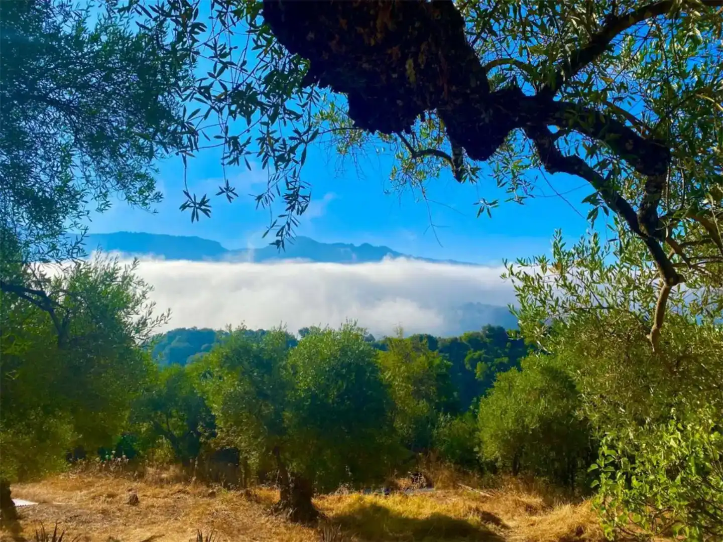 Vista exterior de Finca rústica en venda en Cortes de la Frontera amb Jardí privat, Forn i Rentadora
