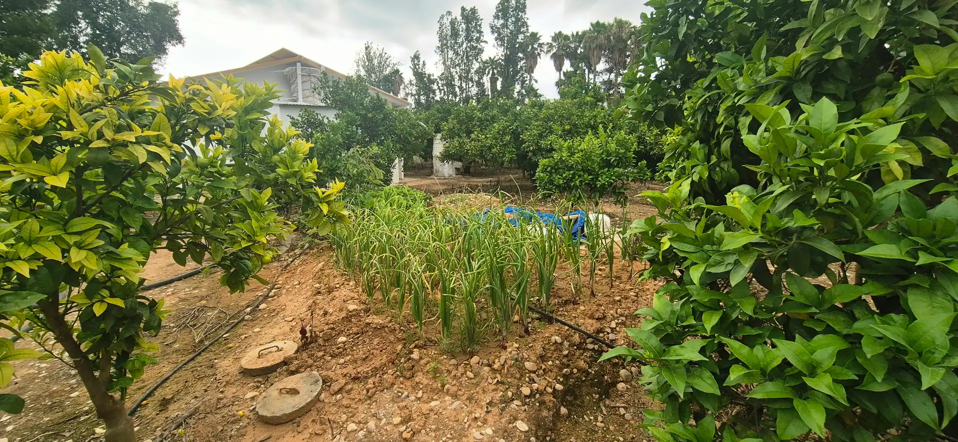 Finca rústica en venda en Gandia amb Jardí privat, Terrassa i Moblat
