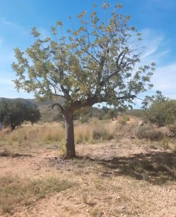 Country homes for sale in Bugarra