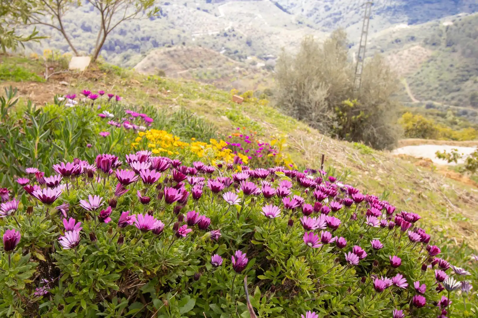 Jardí de Casa o xalet en venda en Canillas de Albaida