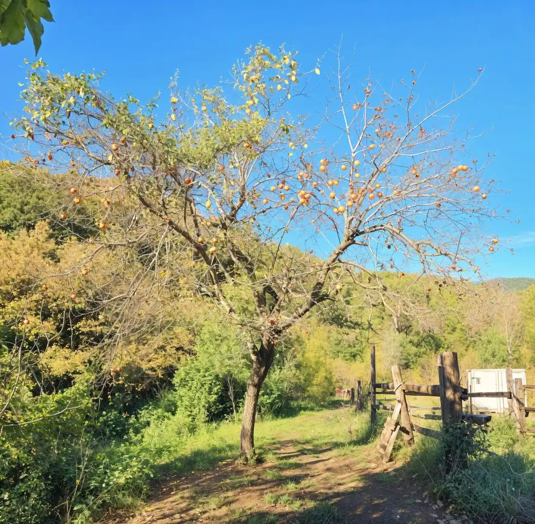 Jardí de Casa o xalet en venda en La Selva del Camp amb Jardí privat, Terrassa i Traster