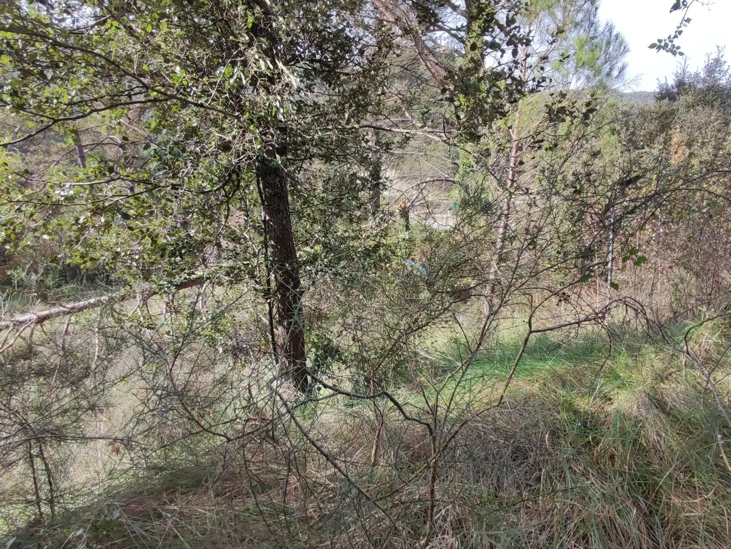 Terrain rustique à vendre à Monistrol de Calders, imagen 18