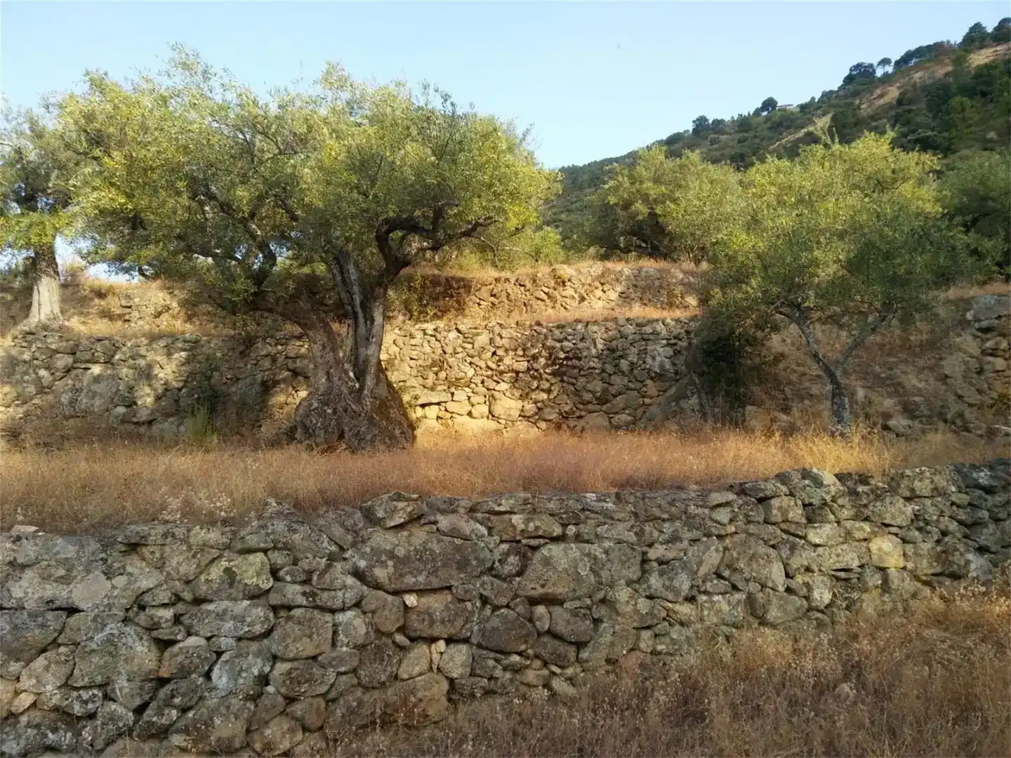 Terreno en venta en Pedro Bernardo