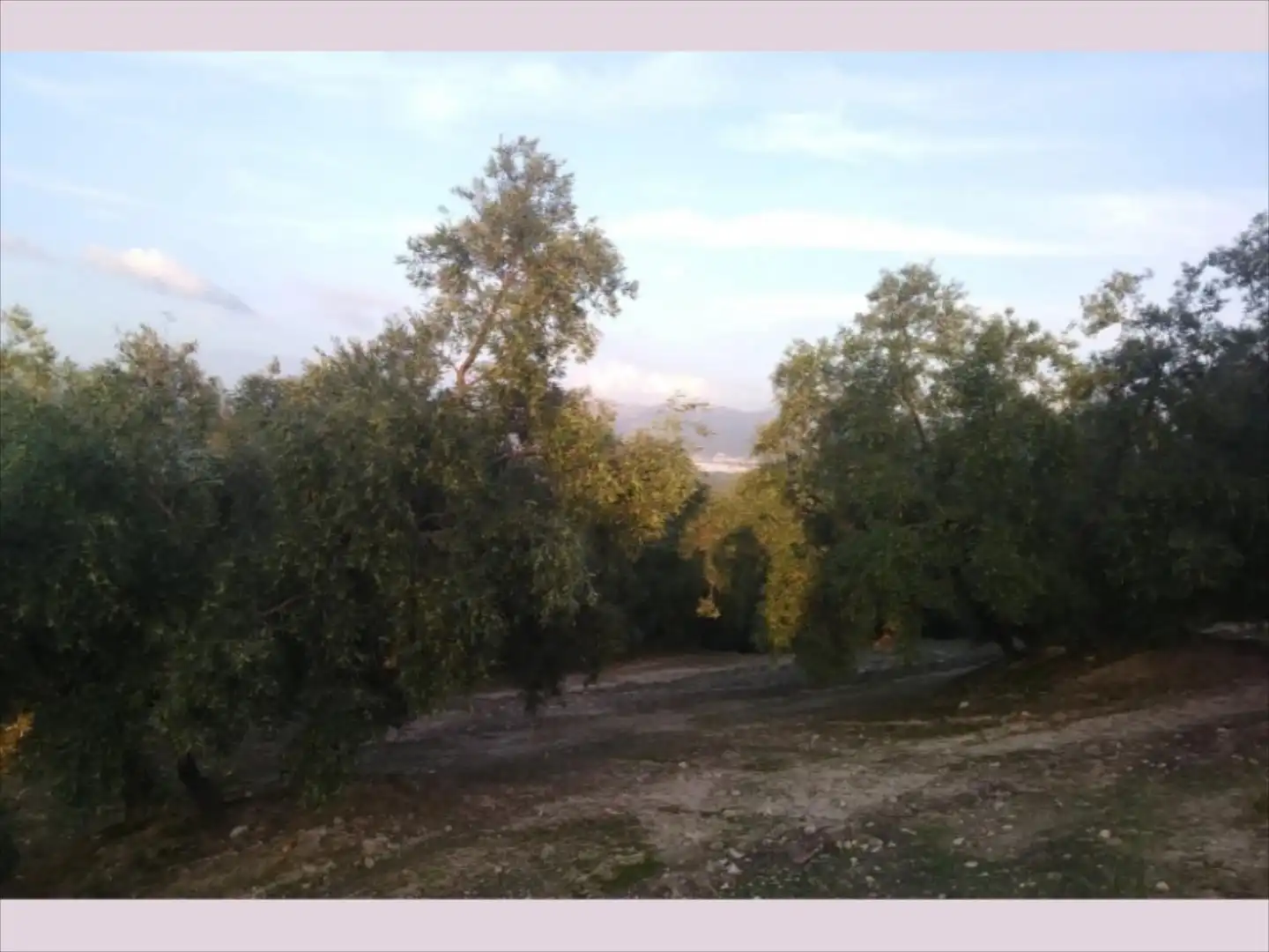 Terreno rustico in vendita a Cabra, imagen 14