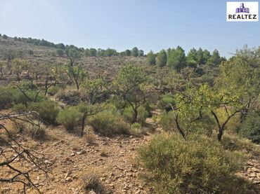 Rural land for sale in Alcolea