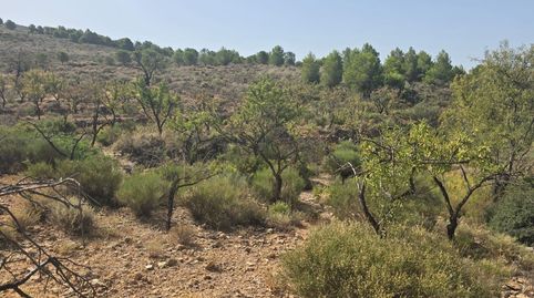 Finca rústica en venta en plena Alpujarra Almeriense