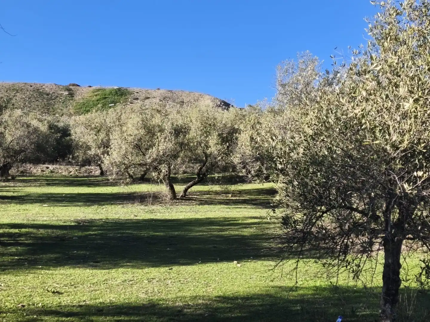 Lands and plots for sale in Alfacar, imagen 24