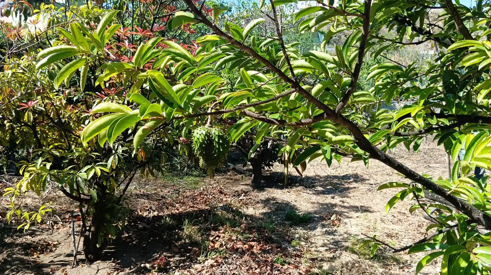 Rural land for sale in San Felipe - San Marcos - Las Cañas, imagen 11
