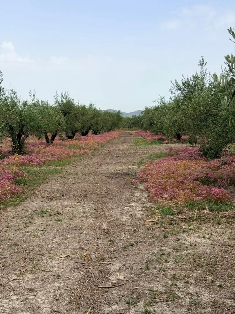 Terreno residenziale in vendita a Albaida, imagen 12