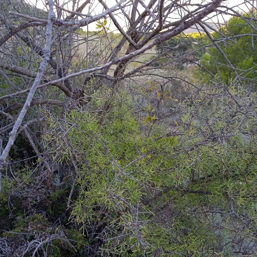 Terreny rústic en venda a La Romana, imagen 12