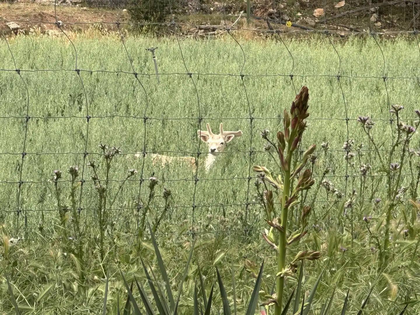 Jardín de Finca rústica en venta en Masegoso con Aire acondicionado y Calefacción