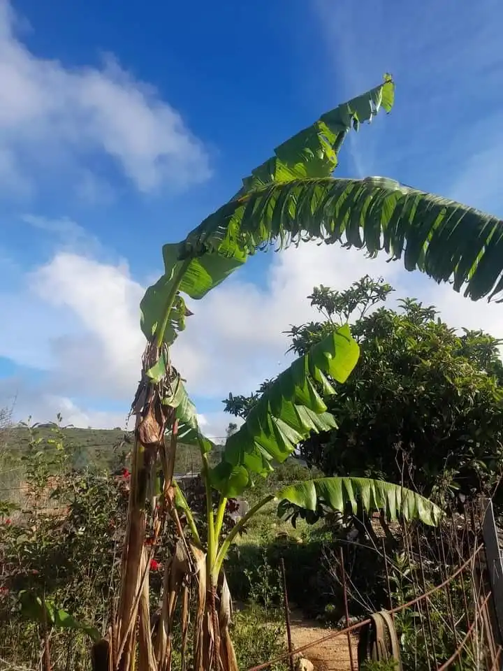 Finca rústica en venta en Llíber