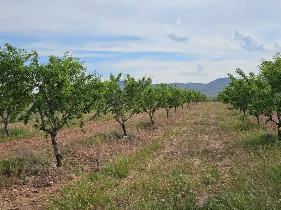 Land for sale in Fuendejalón