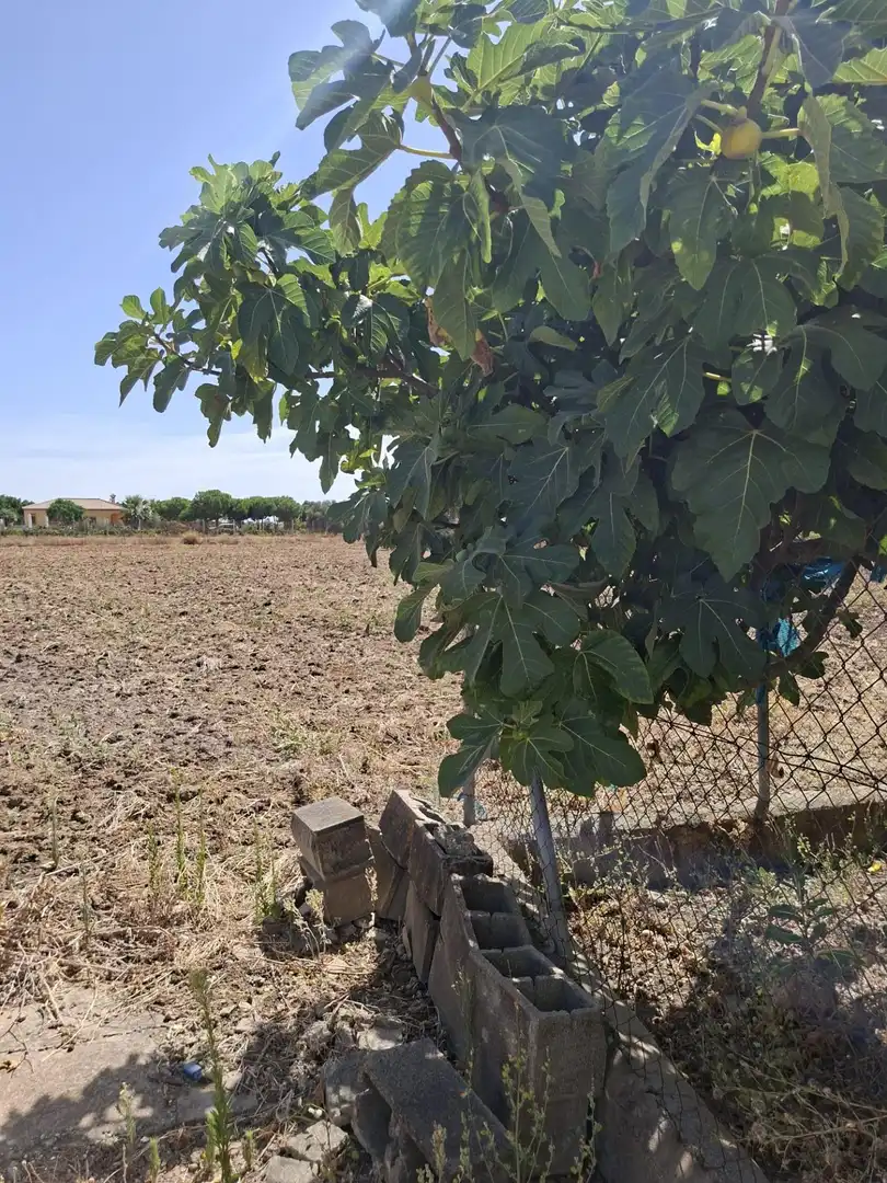 Terrenys i solars en venda a Los Franceses – La Vega, imagen 6