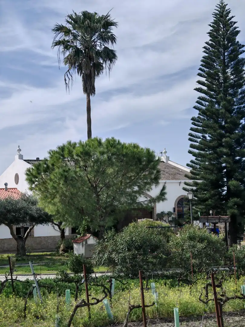 Xalet amb terrassa en venda a Ctra Sanlúcar - Cuatro Pinos, imagen 68