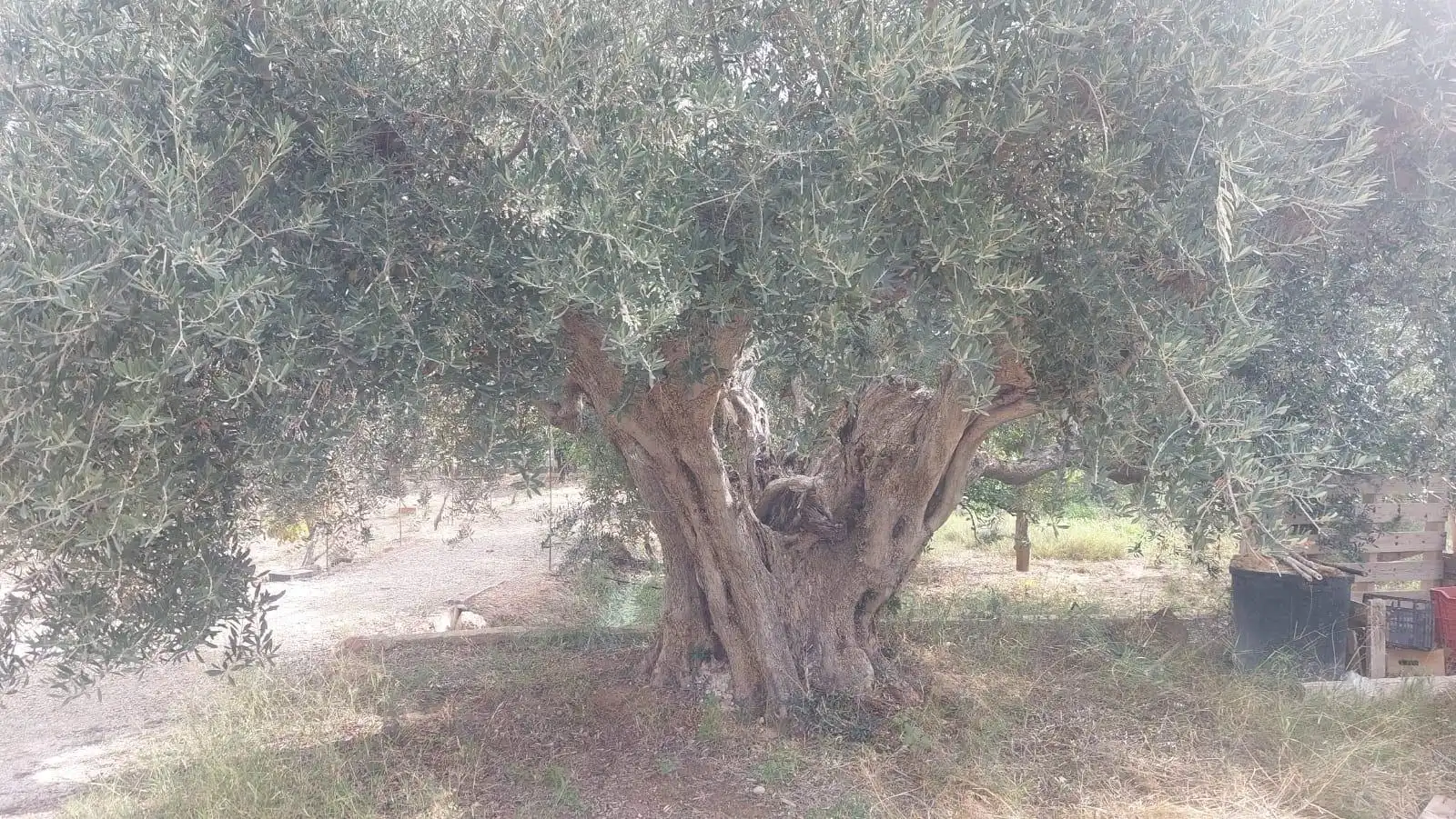 Jardí de Finca rústica en venda en Alhama de Murcia amb Jardí privat i Piscina