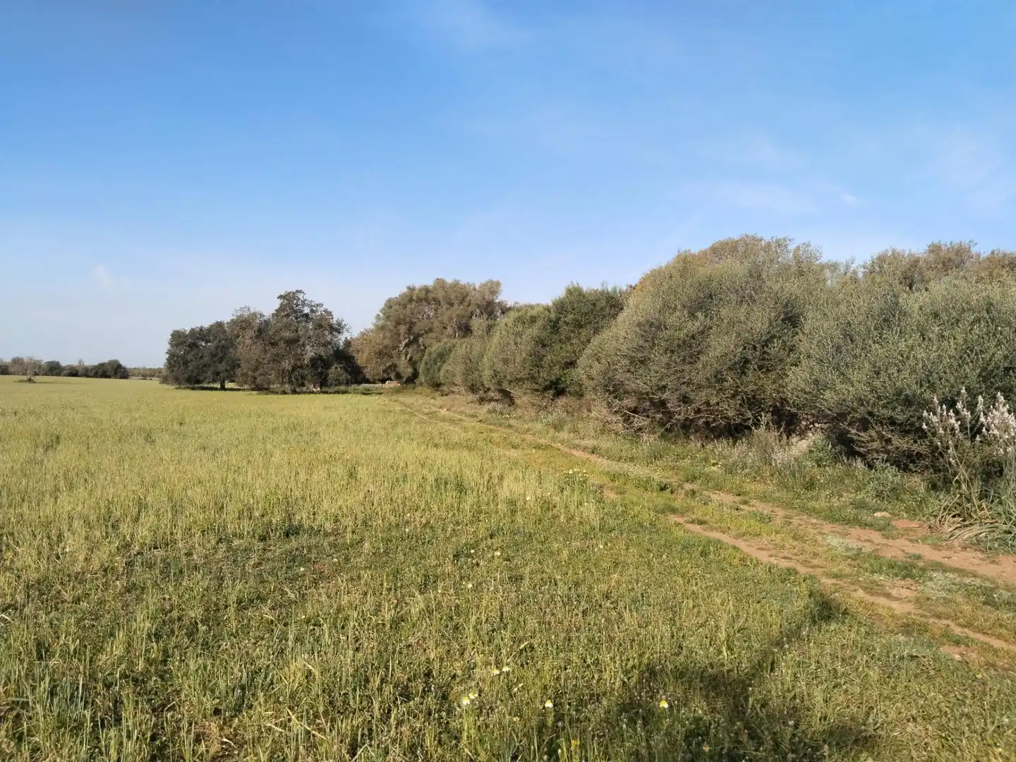Rural land for sale in Felanitx Poble, imagen 12