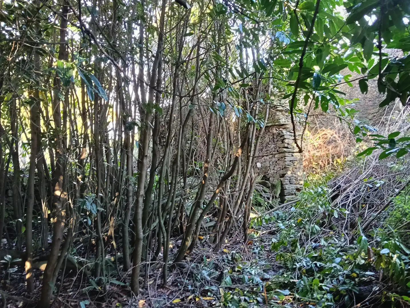 Adossat amb jardí en venda a Cesuras, imagen 7