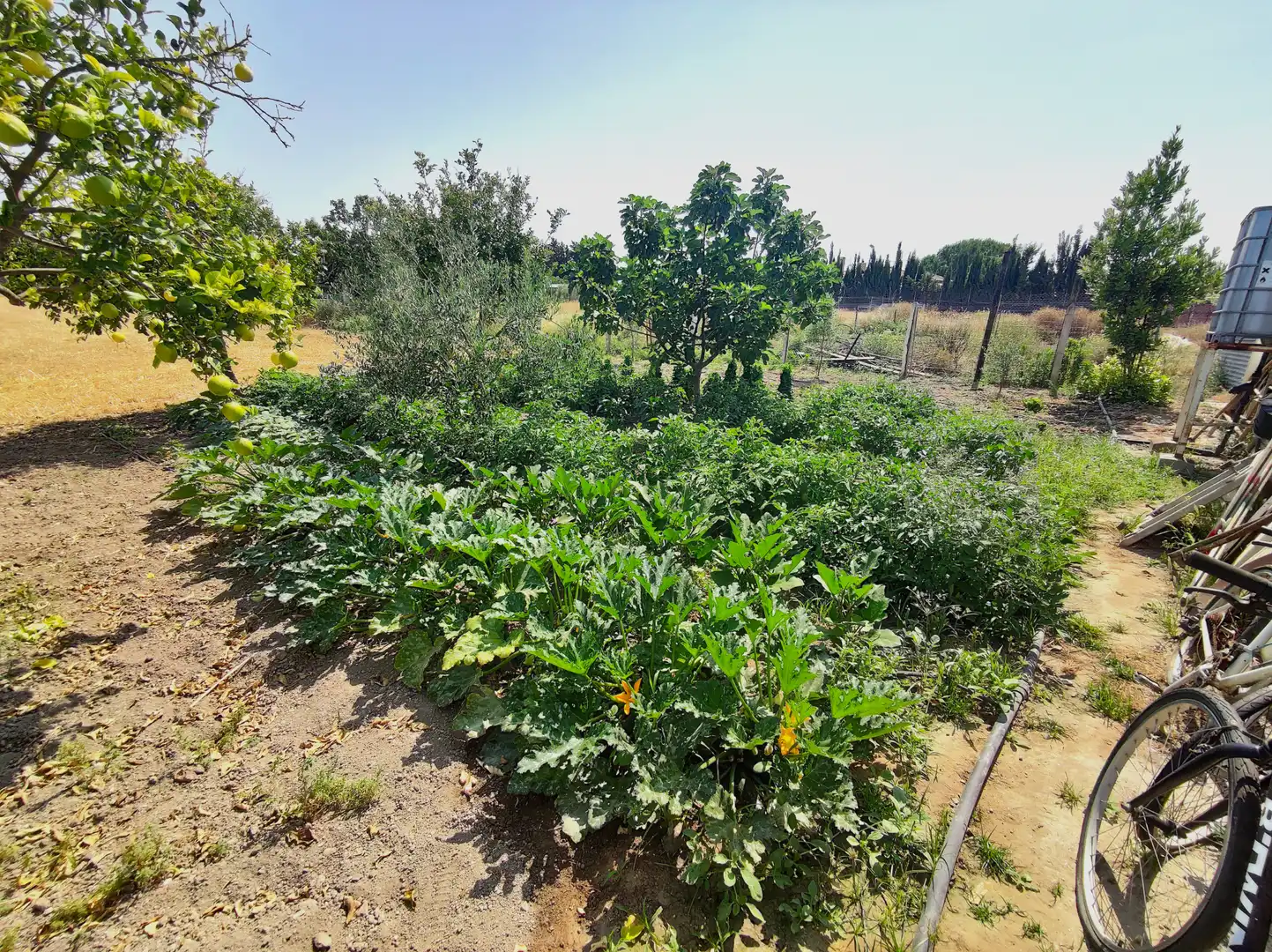 Jardín de Finca rústica en venta en El Cuervo de Sevilla con Aire acondicionado, Jardín privado y Terraza