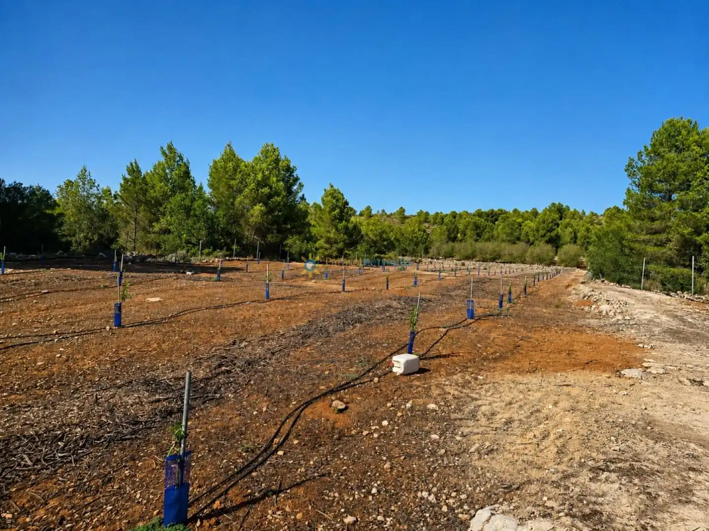 Rustikales Grundstück zum Verkauf in Sumacàrcer, imagen 5
