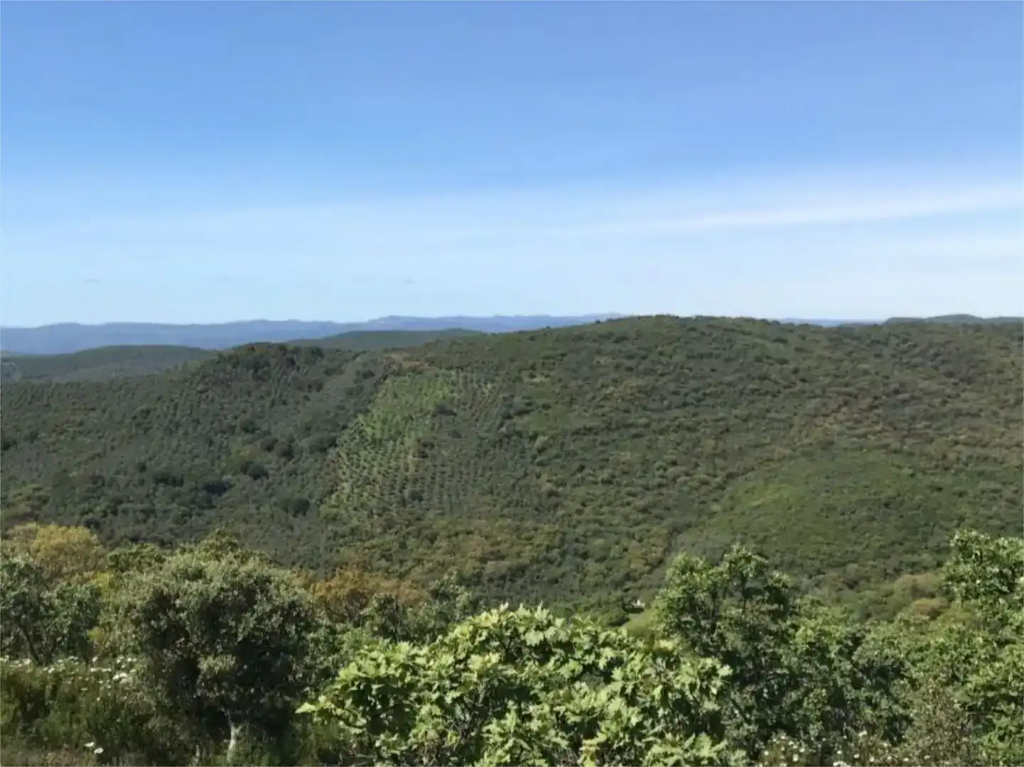 Terreno en venta en Calera de León