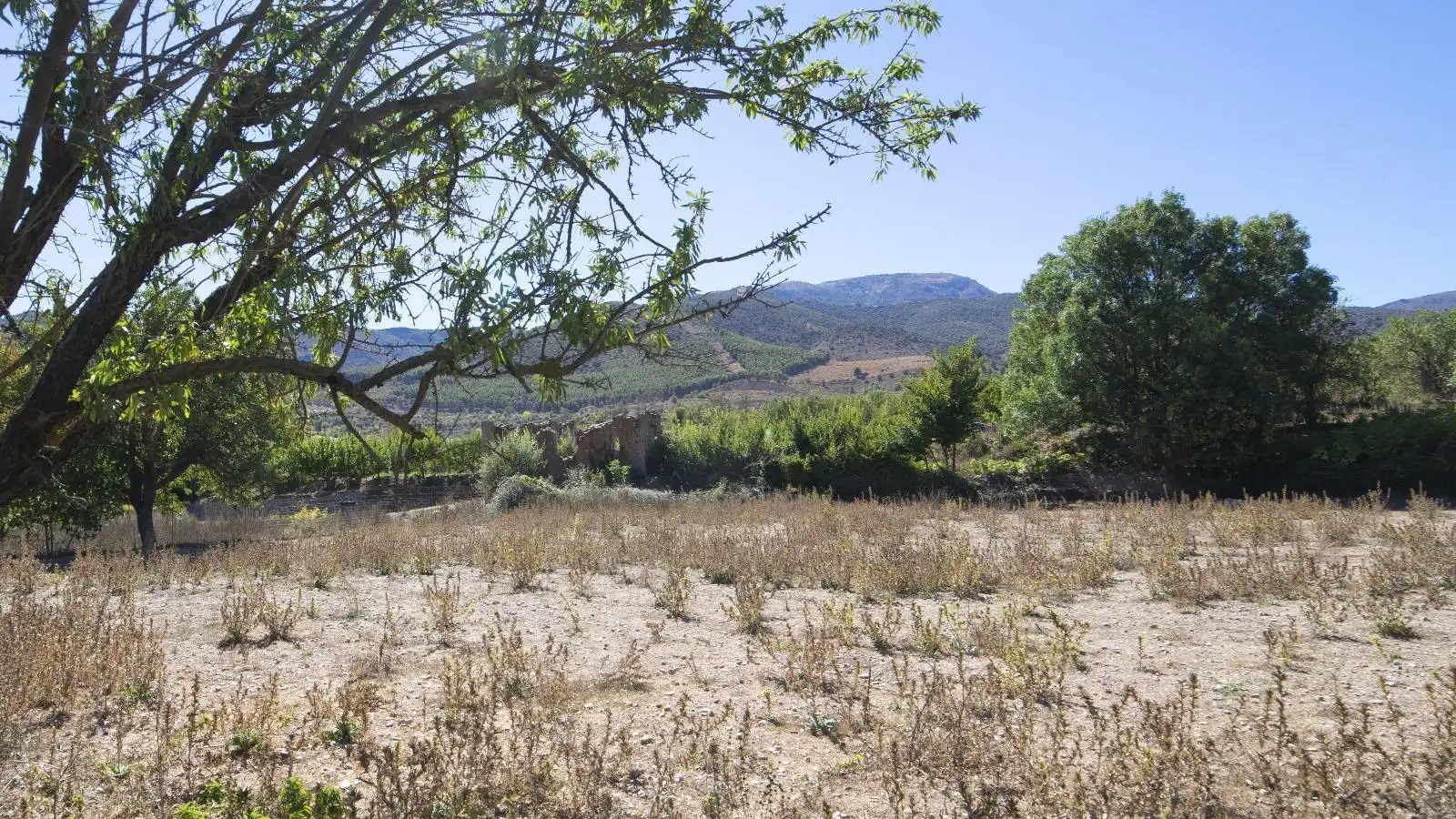 Terreny rústic en venda a PAGO ACEQUIA BAJA Polígono 11 Parcela 174 11
