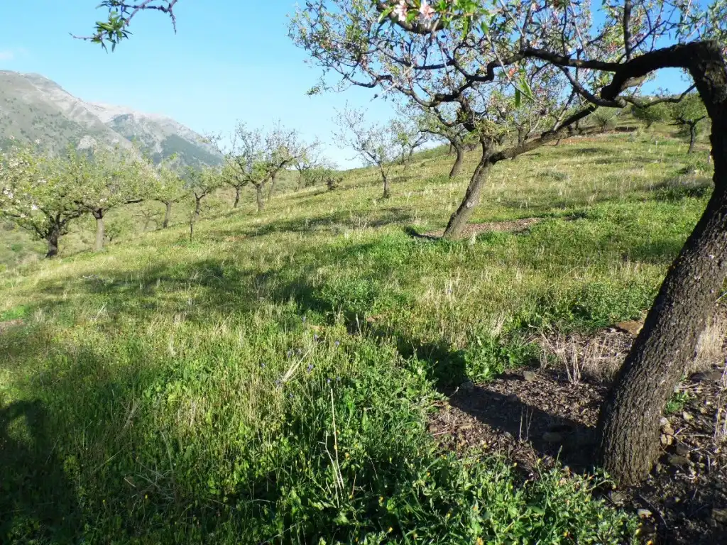 Casa rústica amb jardí en venda a Canillas de Aceituno, imagen 32
