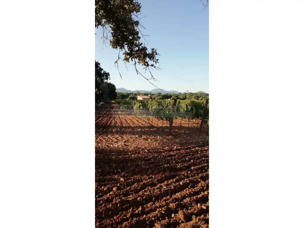 Houses for sale in Costitx