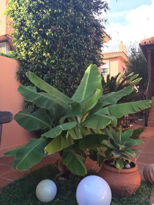 Detached homes for rent in Capellanía - Retamar