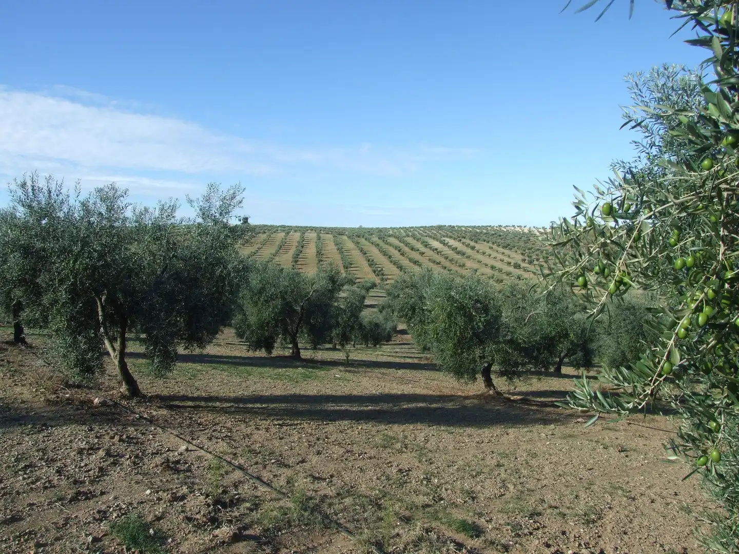 Jardín de Terreno en venta en Calzadilla de los Barros