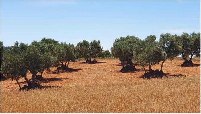 Terreno residencial en Venta en Buenache de Alarcón