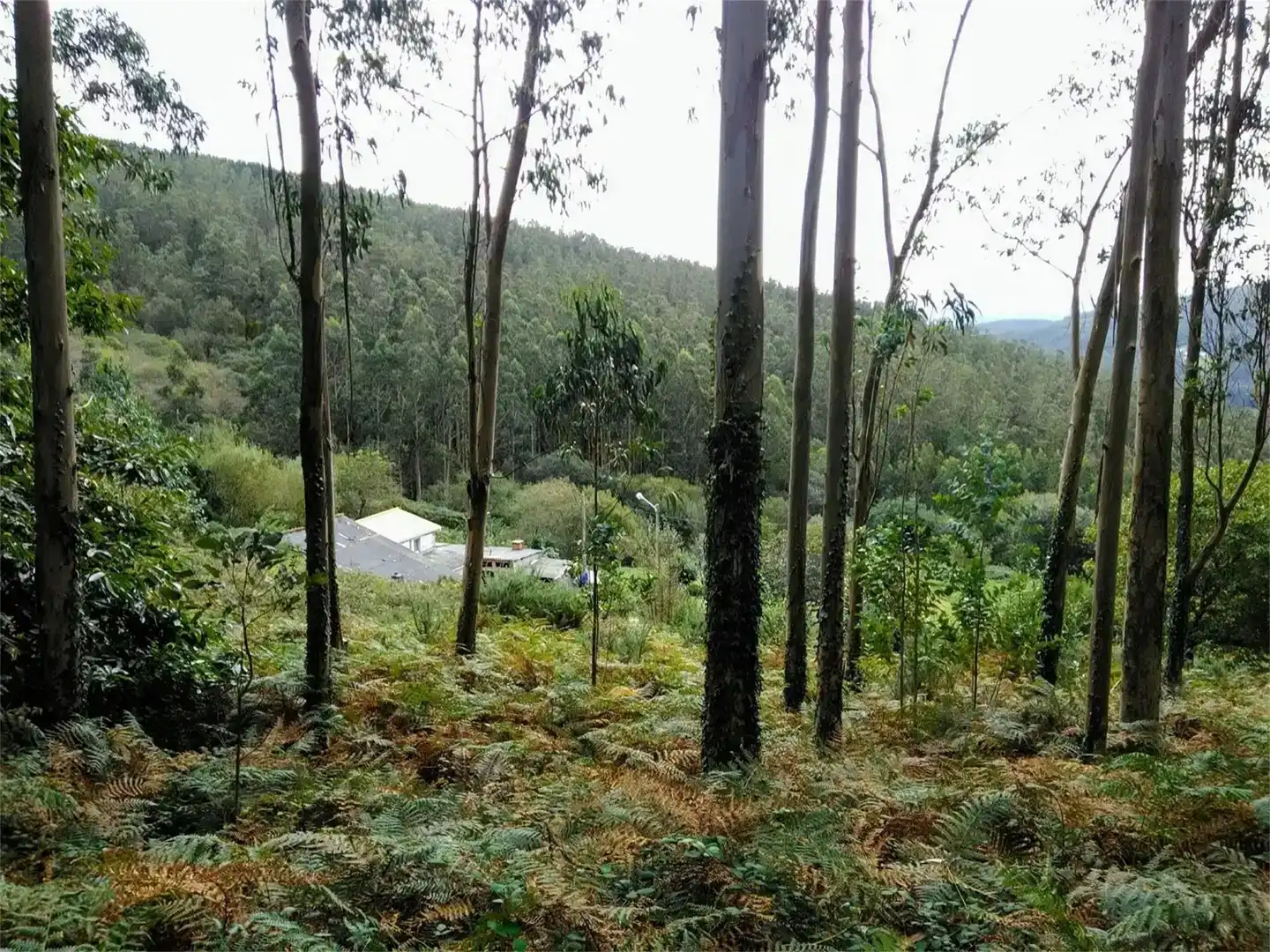 Finca rústica en venda en Cedeira