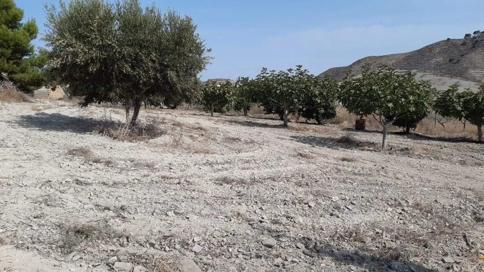 Casa con giardino in vendita a Pedanías Oeste, imagen 16