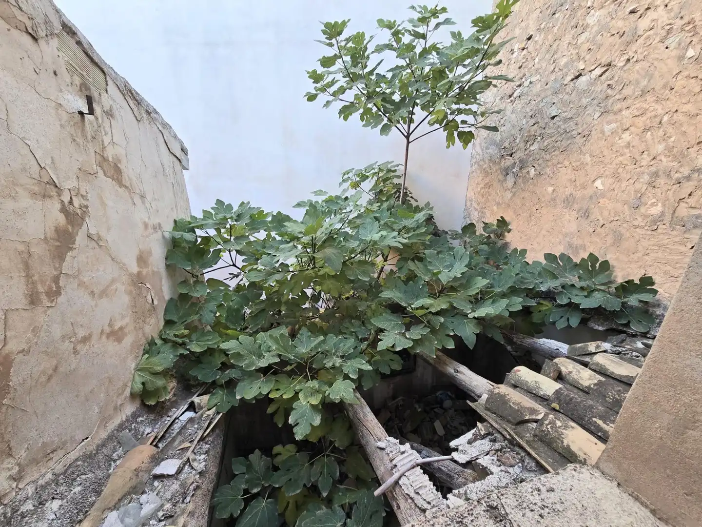 Jardí de Casa o xalet en venda en Aspe