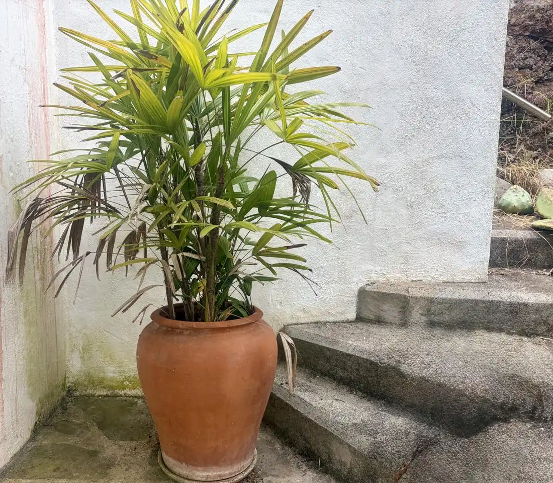 Terraza de Casa o chalet de alquiler en Firgas con Jardín privado, Terraza y Amueblado