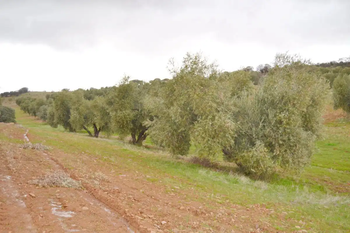 Casa rústica en venda a Valdepeñas, imagen 7