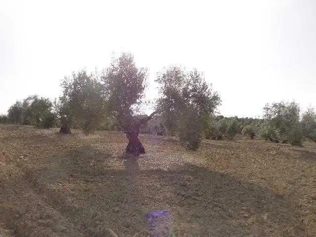 Land for sale in C/ Polígono 3 y 5 , Lahiguera