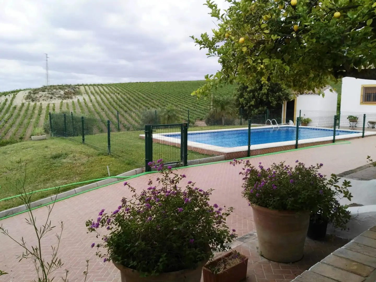 Piscina de Finca rústica en venda en Arcos de la Frontera amb Jardí privat i Piscina comunitària