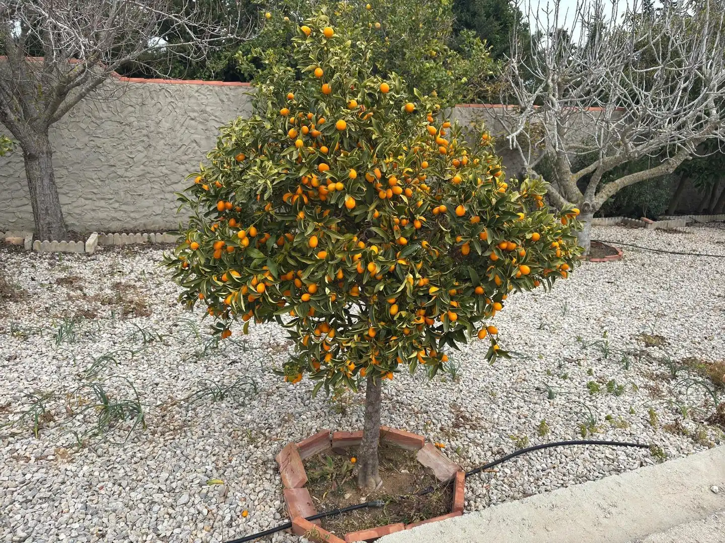 Casa rústica amb jardí en venda a Vejer, imagen 30